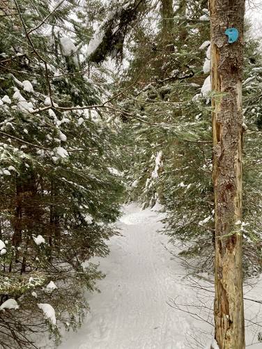 Snow-covered evergreens along the Van Hoevenberg Trail