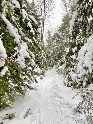 Snow-covered evergreens along the Van Hoevenberg Trail
