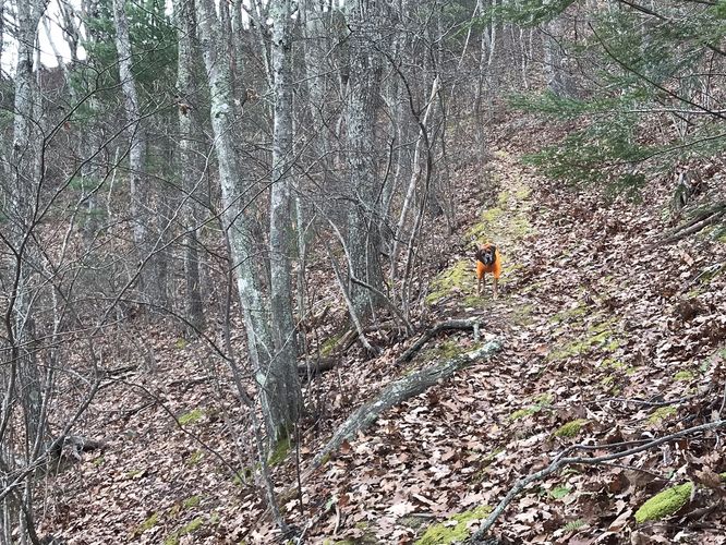 Picture 9 of Marshall Draft Hike 120617