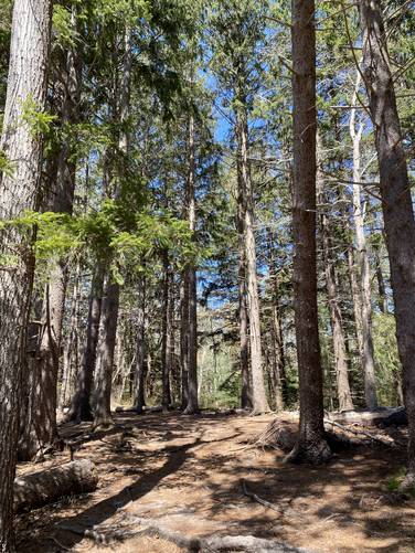 Marshview Trail leads back into the woods