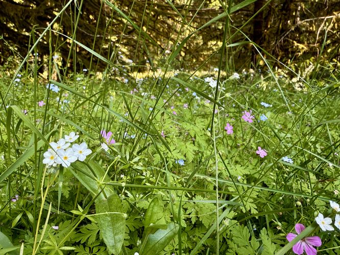 White, blue, and pink wildflowers