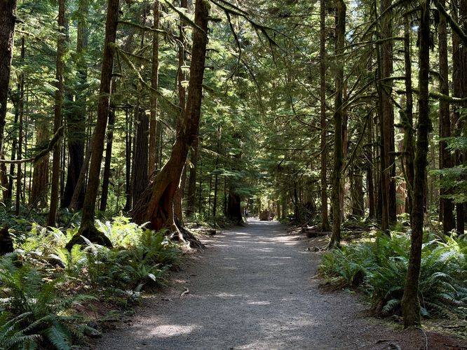 Picture 6 of Marymere Falls Trail