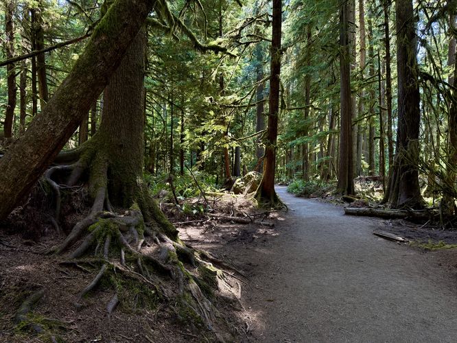 Picture 8 of Marymere Falls Trail