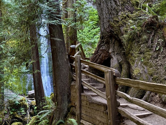 Marymere Falls spills down the cliff as seen between two trees with a view of the trail as it curves around an old-growth tree