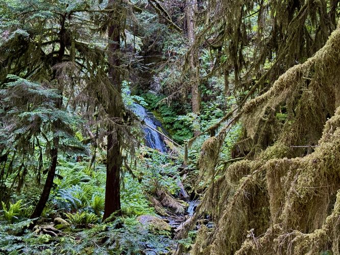 Obstructed view of Lower Marymere Falls from the footbridge