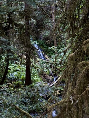 Picture 25 of Marymere Falls Trail