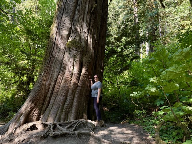 Old-growth tree