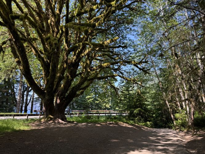 Moss-covered tree