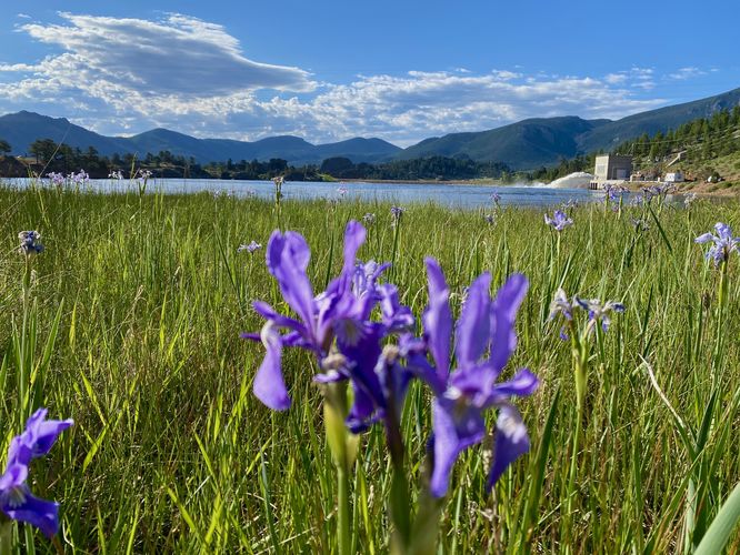 Wild iris wildflowers at Mary's Lake
