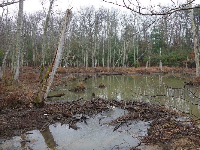 Picture 8 of Mason Neck Loop Hike 010916
