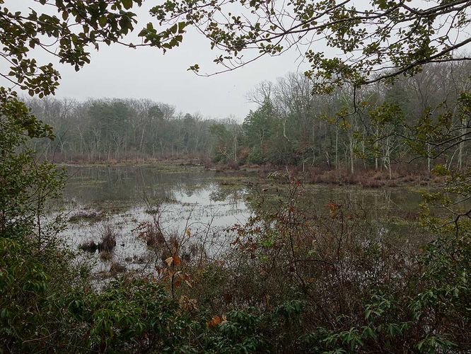 Picture 14 of Mason Neck Loop Hike 010916