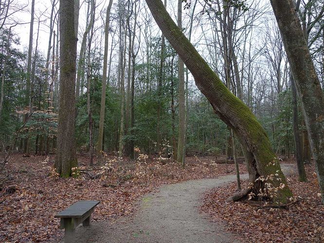 Picture 20 of Mason Neck Loop Hike 010916