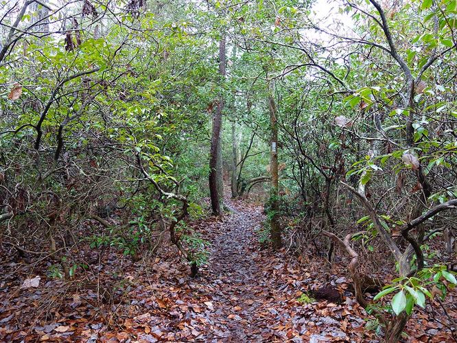 Picture 33 of Mason Neck Loop Hike 010916