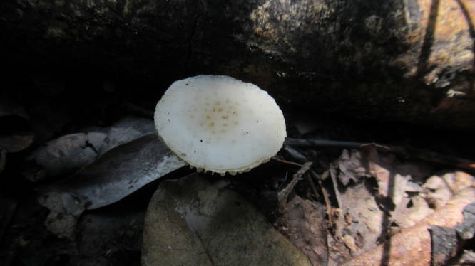 Unusual fungi