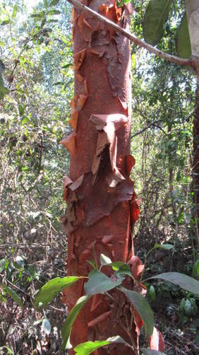 Gumbo Limbo tree also known as "peeling tourist" tree