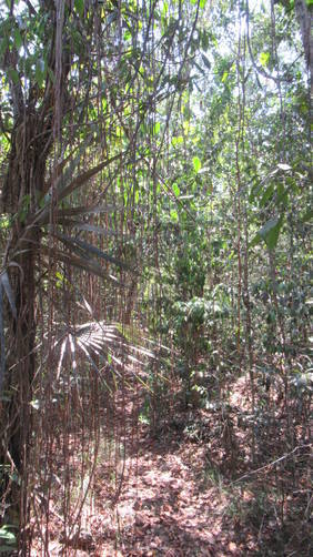 Tropical vegetation along trail