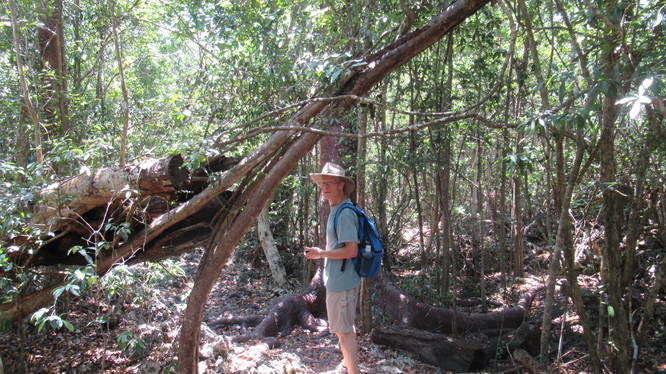 Tropical vegetation along trail