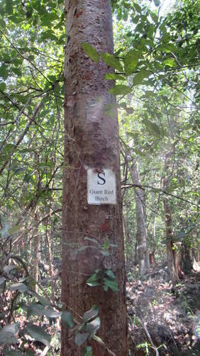 Information posted on tree