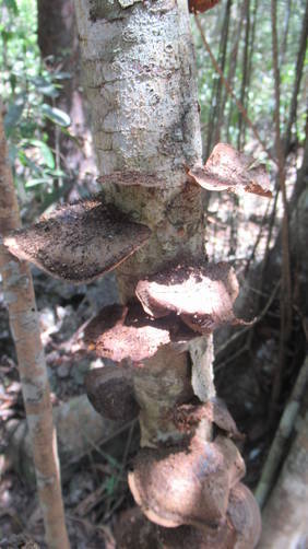 Unusual fungi