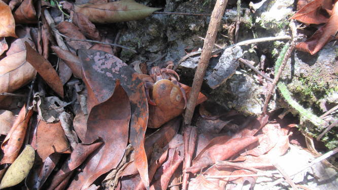 Land crab blends into leaf litter