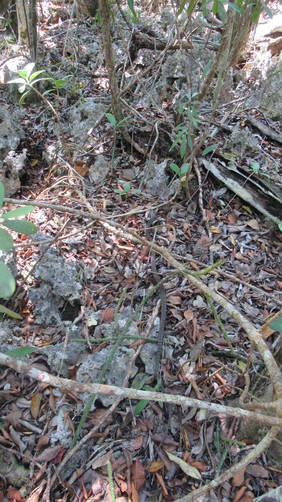 Look closely to see a Cayman Racer Snake