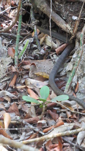 Cayman Racer Snake