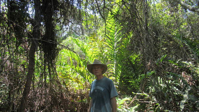 Massive tropical fern growing just off the trail