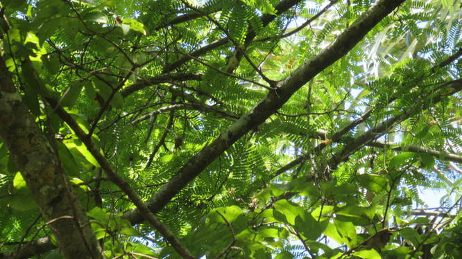 Foliage of a Tamarind tree