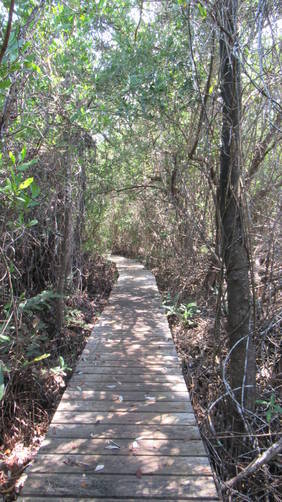 Boardwalk through Mangrove swamp