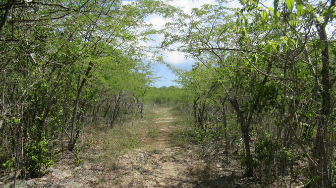 Trail exits forest into grove of young tropical trees