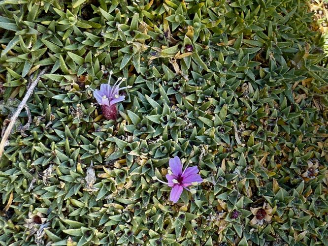 Picture 35 of Matterhorn Views Hike Gornergrat to Findelbach