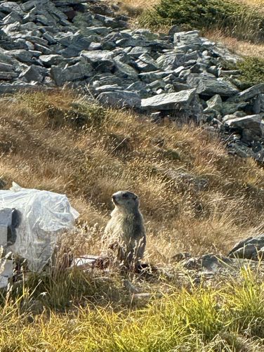 Alpine marmot