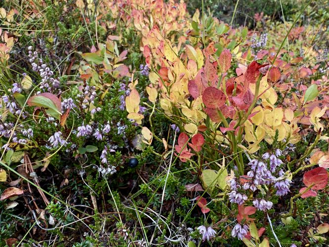 Flowering mountain heather and blueberries