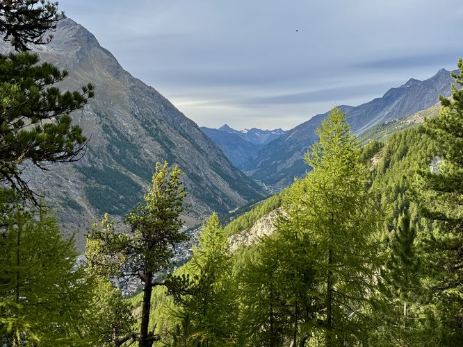 Forest view above Zermatt