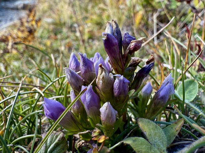 Picture 39 of Matternhorn Schwarzsee to Furi Hike