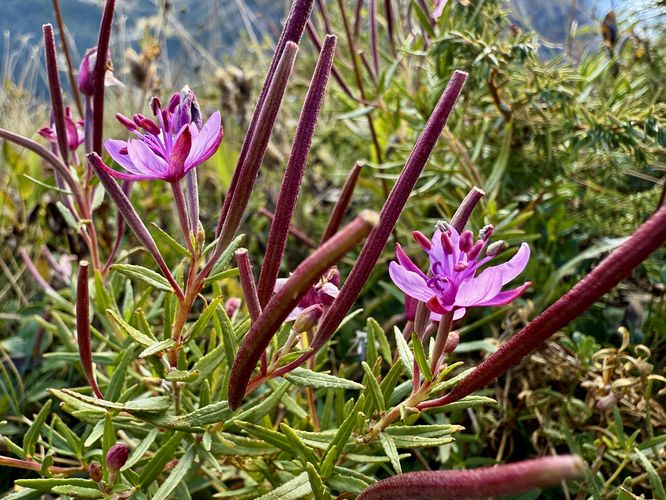 Picture 43 of Matternhorn Schwarzsee to Furi Hike