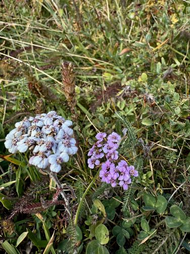 Picture 46 of Matternhorn Schwarzsee to Furi Hike