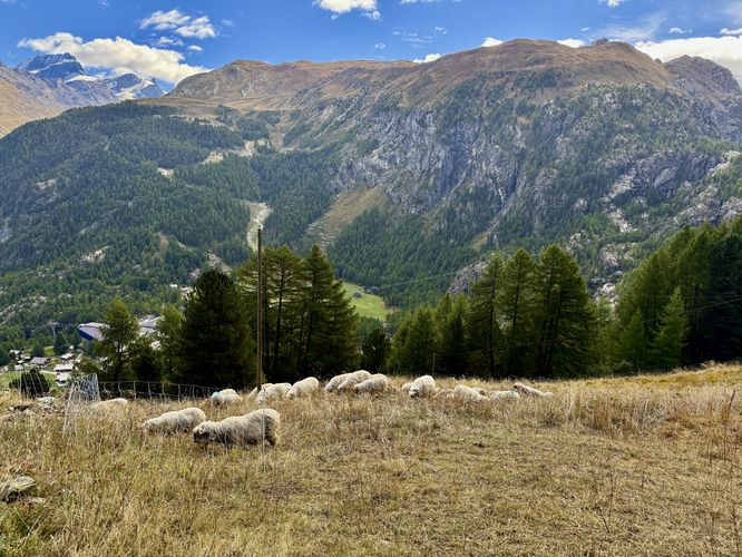 Picture 51 of Matternhorn Schwarzsee to Furi Hike