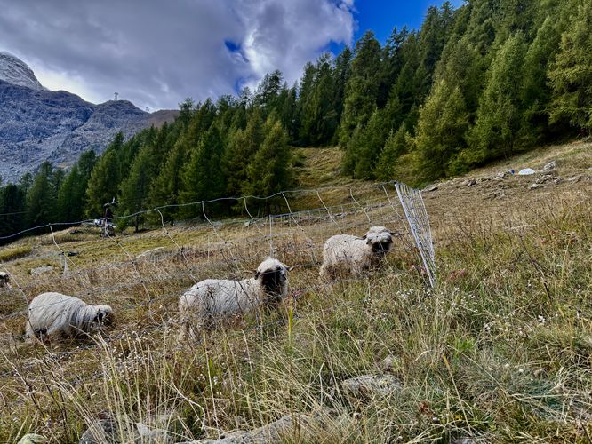 Picture 52 of Matternhorn Schwarzsee to Furi Hike