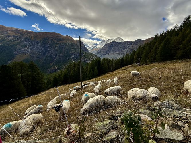 Sheep in the alpine meadows