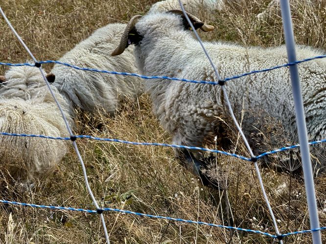 Picture 54 of Matternhorn Schwarzsee to Furi Hike