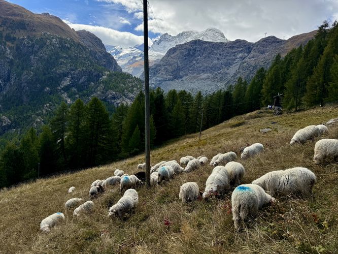 Picture 55 of Matternhorn Schwarzsee to Furi Hike