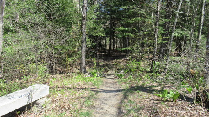 McCabe Forest Trails