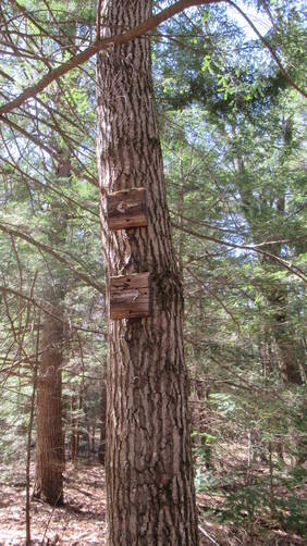Trail markers on tree