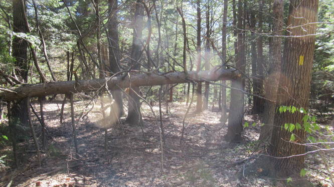 Fallen trees along the trail