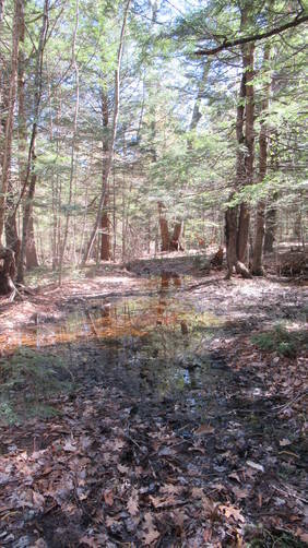 Springtime muddy area along the trail
