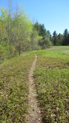 The trail gets narrow along the field