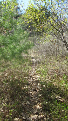 Look closely for the trail in the brush