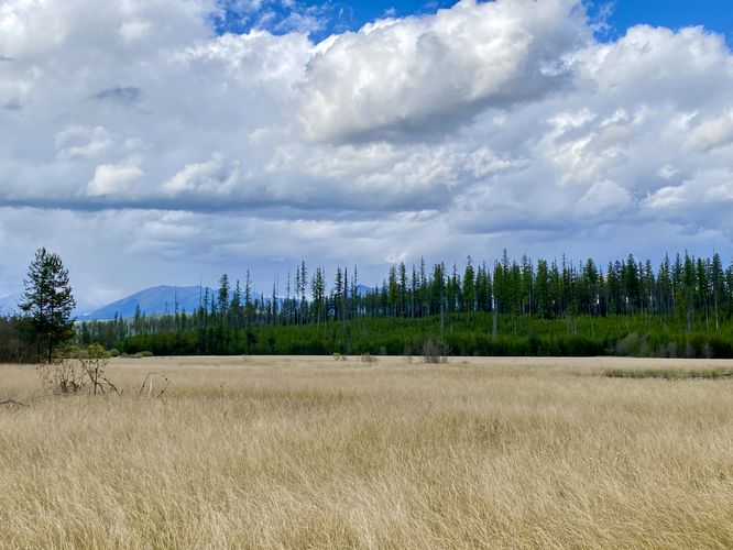 View of McGee Meadow, spruce trees, and distant mountains
