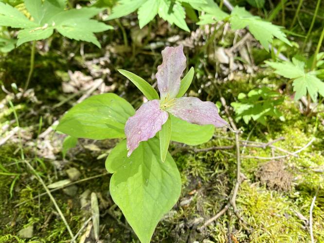 Pink Trillium wildflower